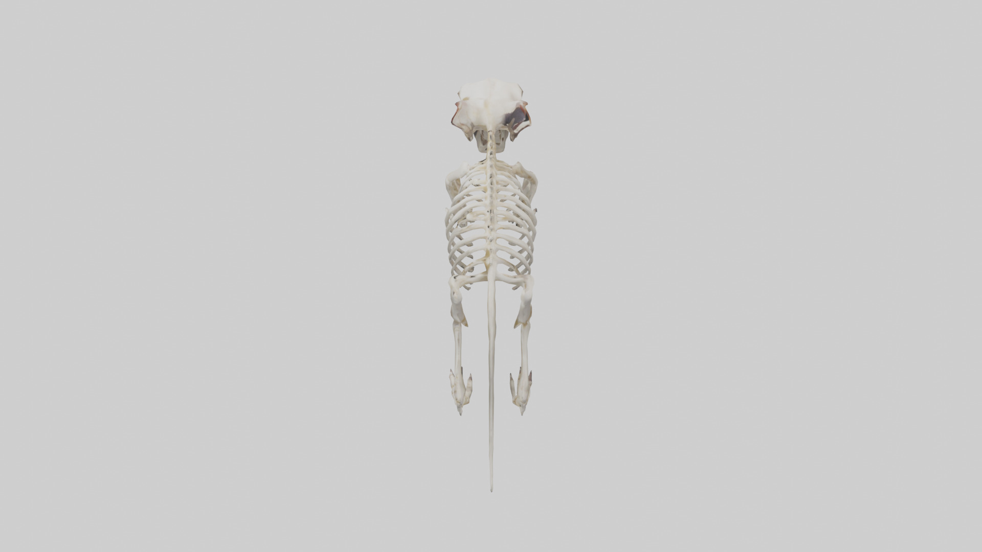 Tasmanian Devil Skeleton model 3D model_17