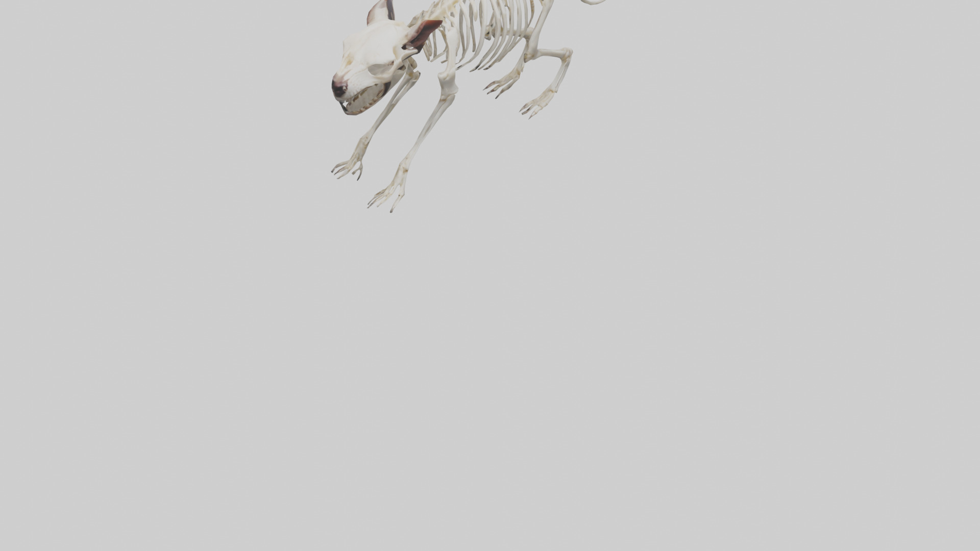 Tasmanian Devil Skeleton model 3D model_7