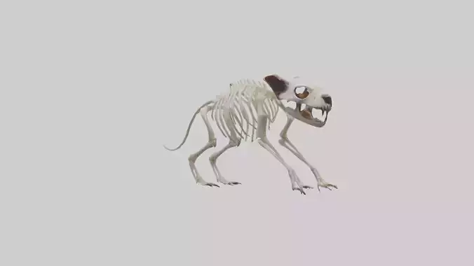 Tasmanian Devil Skeleton model 3D model