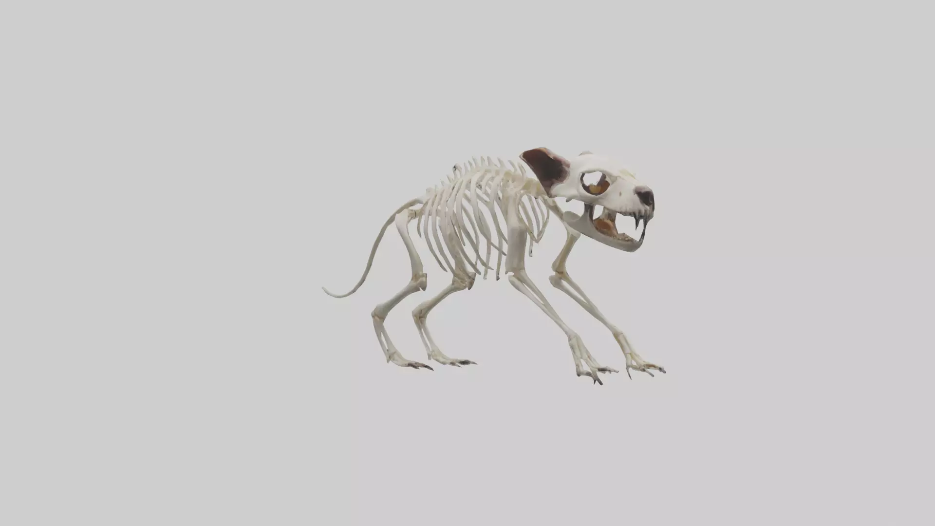 Tasmanian Devil Skeleton model 3D model_0