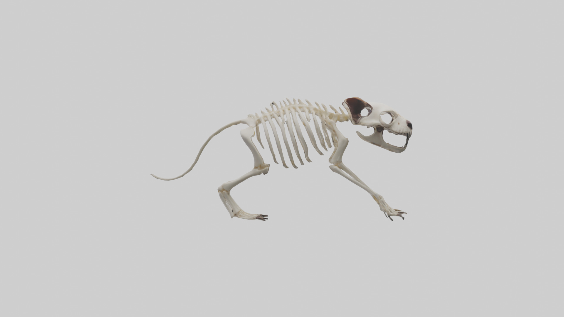 Tasmanian Devil Skeleton model 3D model_2