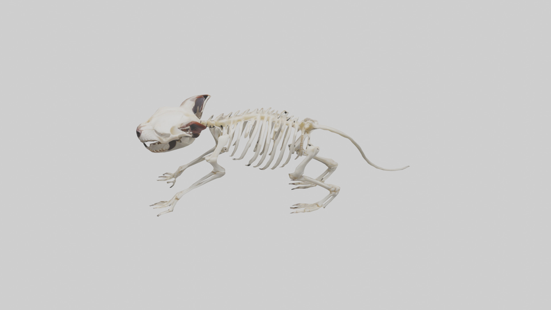 Tasmanian Devil Skeleton model 3D model_16