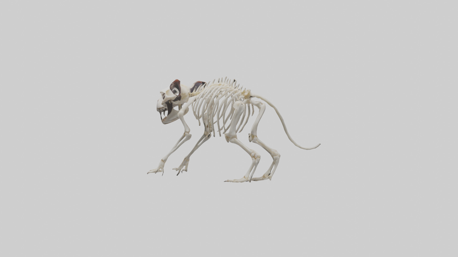 Tasmanian Devil Skeleton model 3D model_9