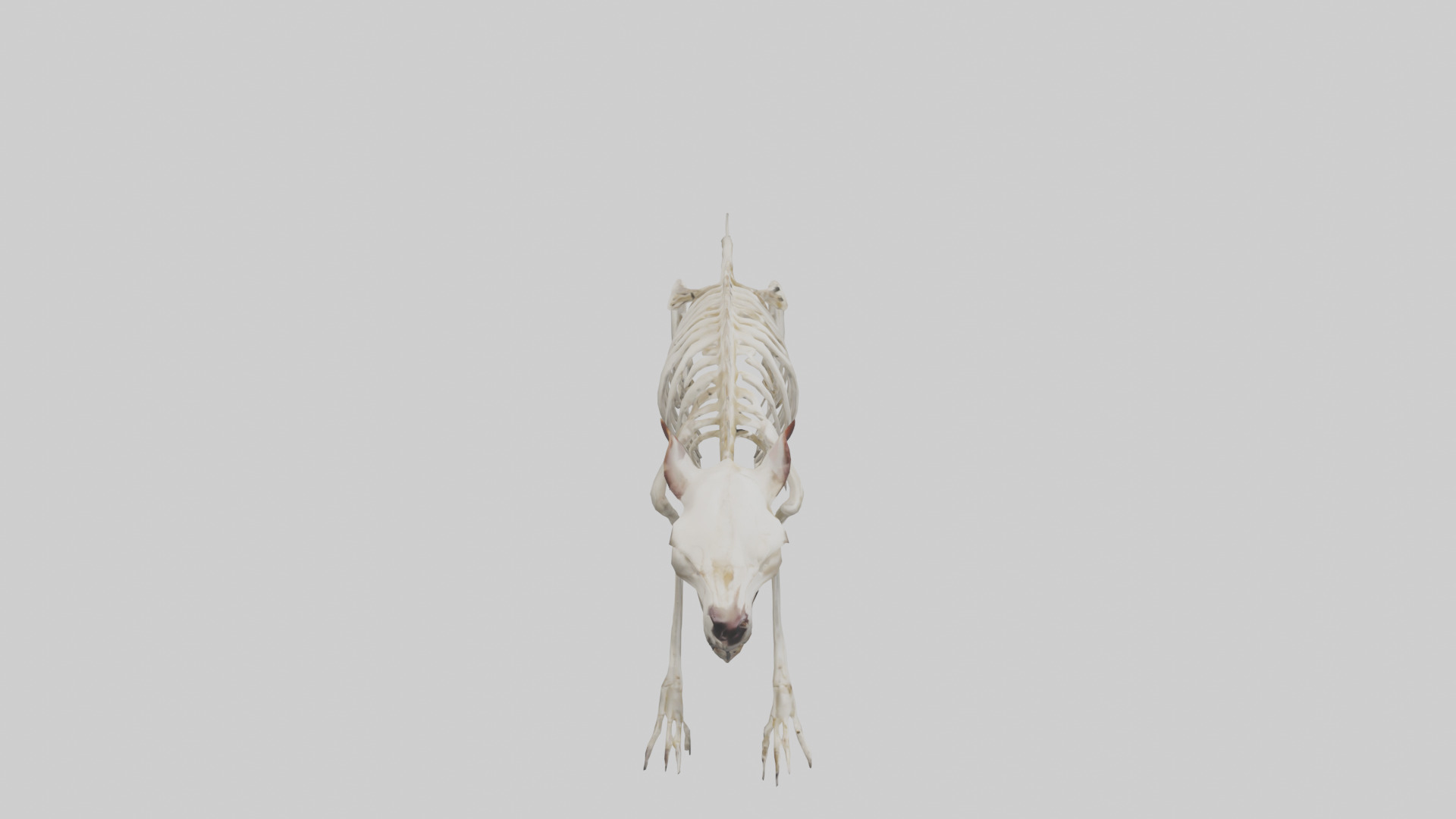 Tasmanian Devil Skeleton model 3D model_18