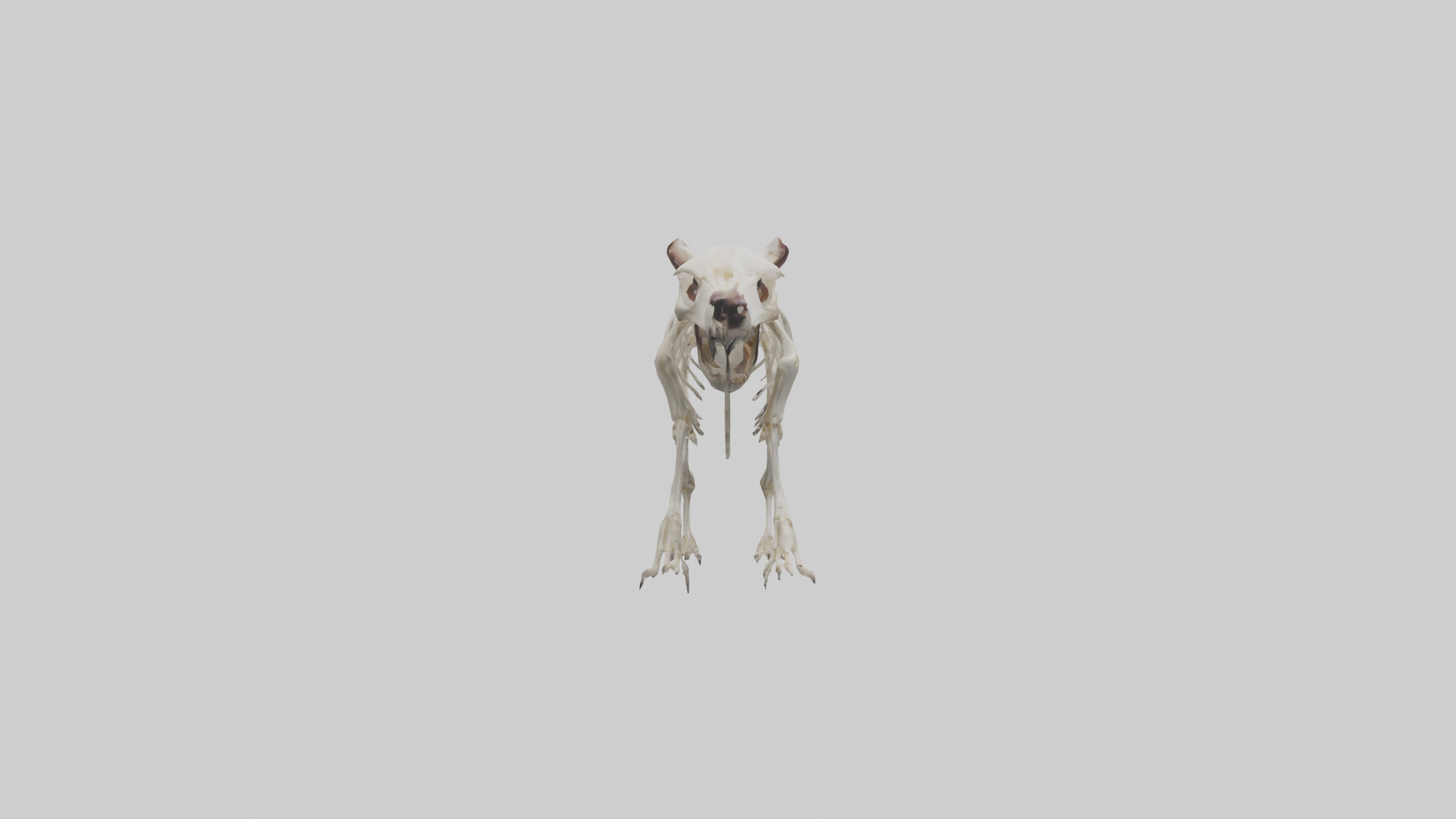 Tasmanian Devil Skeleton model 3D model_14