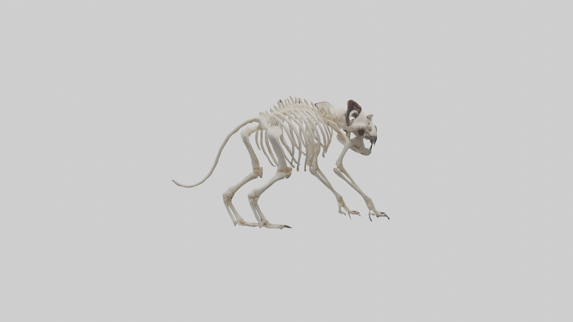 Tasmanian Devil Skeleton model 3D model_3