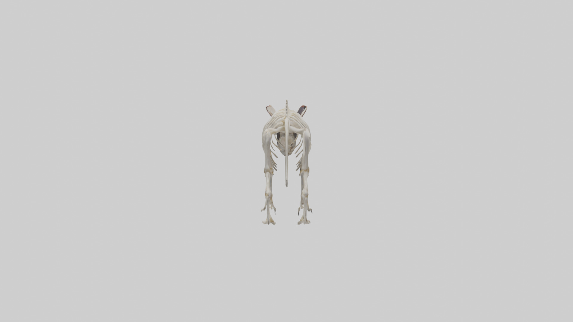 Tasmanian Devil Skeleton model 3D model_13