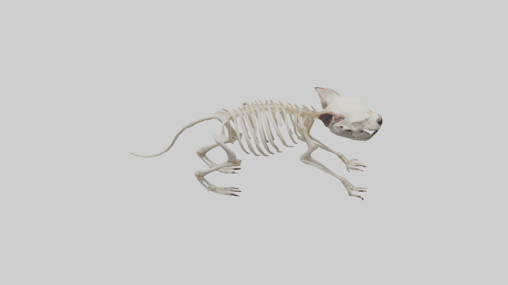 Tasmanian Devil Skeleton model 3D model_1