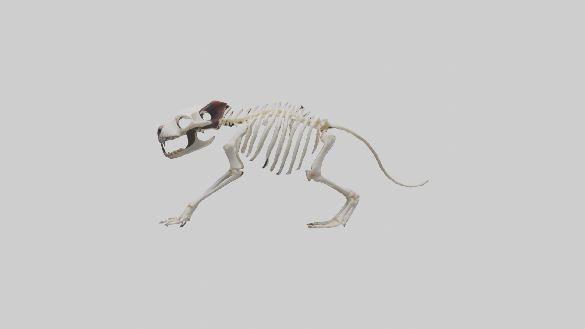 Tasmanian Devil Skeleton model 3D model_10
