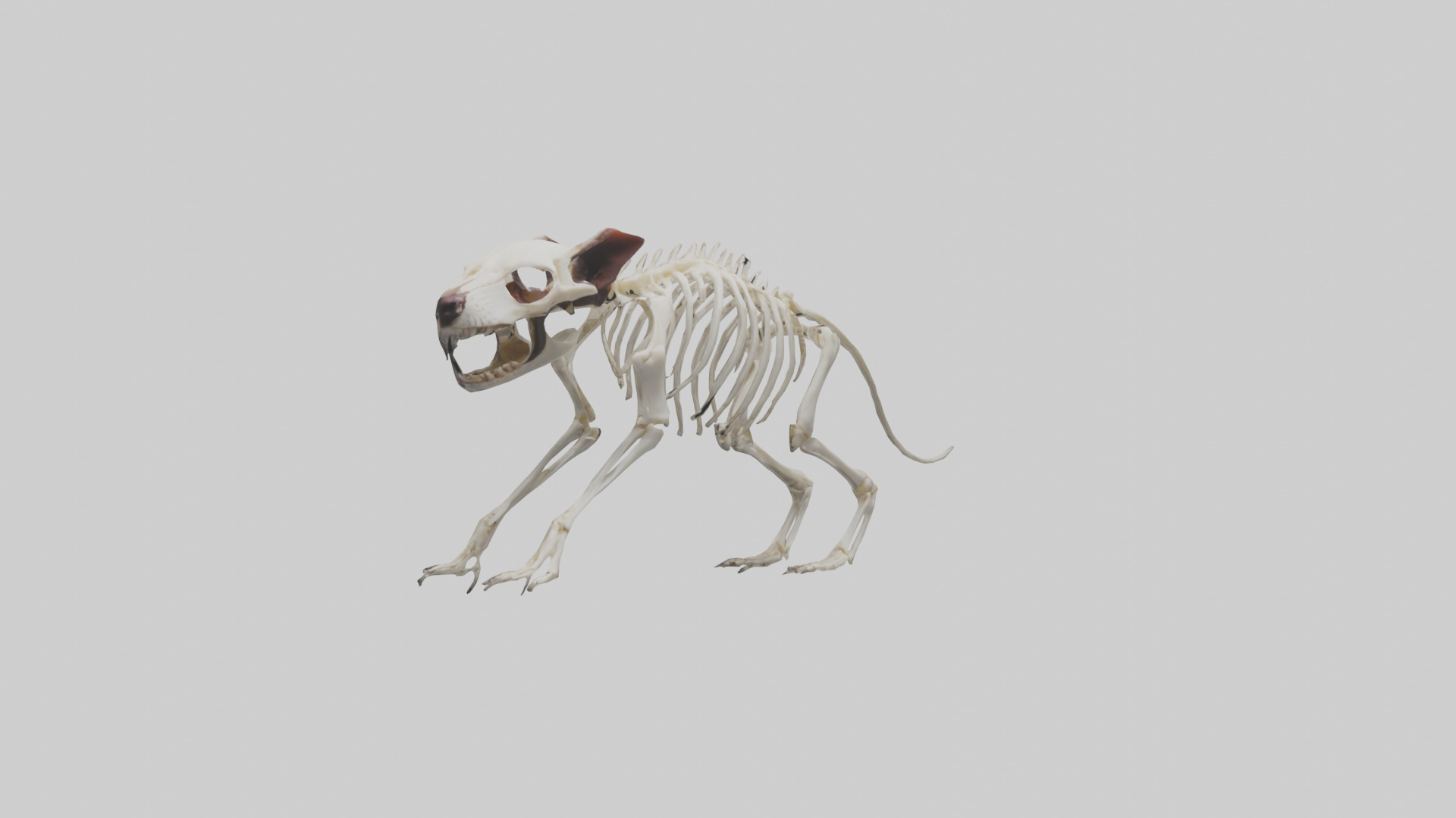 Tasmanian Devil Skeleton model 3D model_12