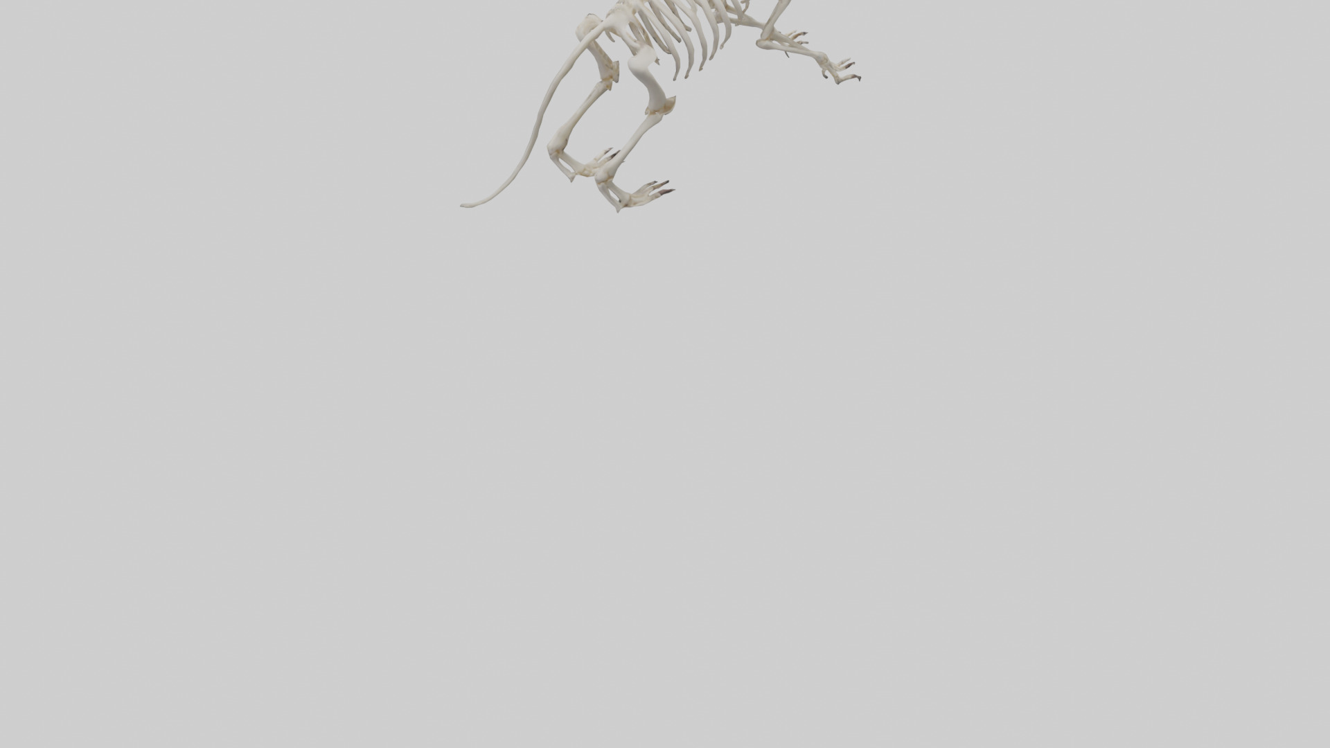 Tasmanian Devil Skeleton model 3D model_4