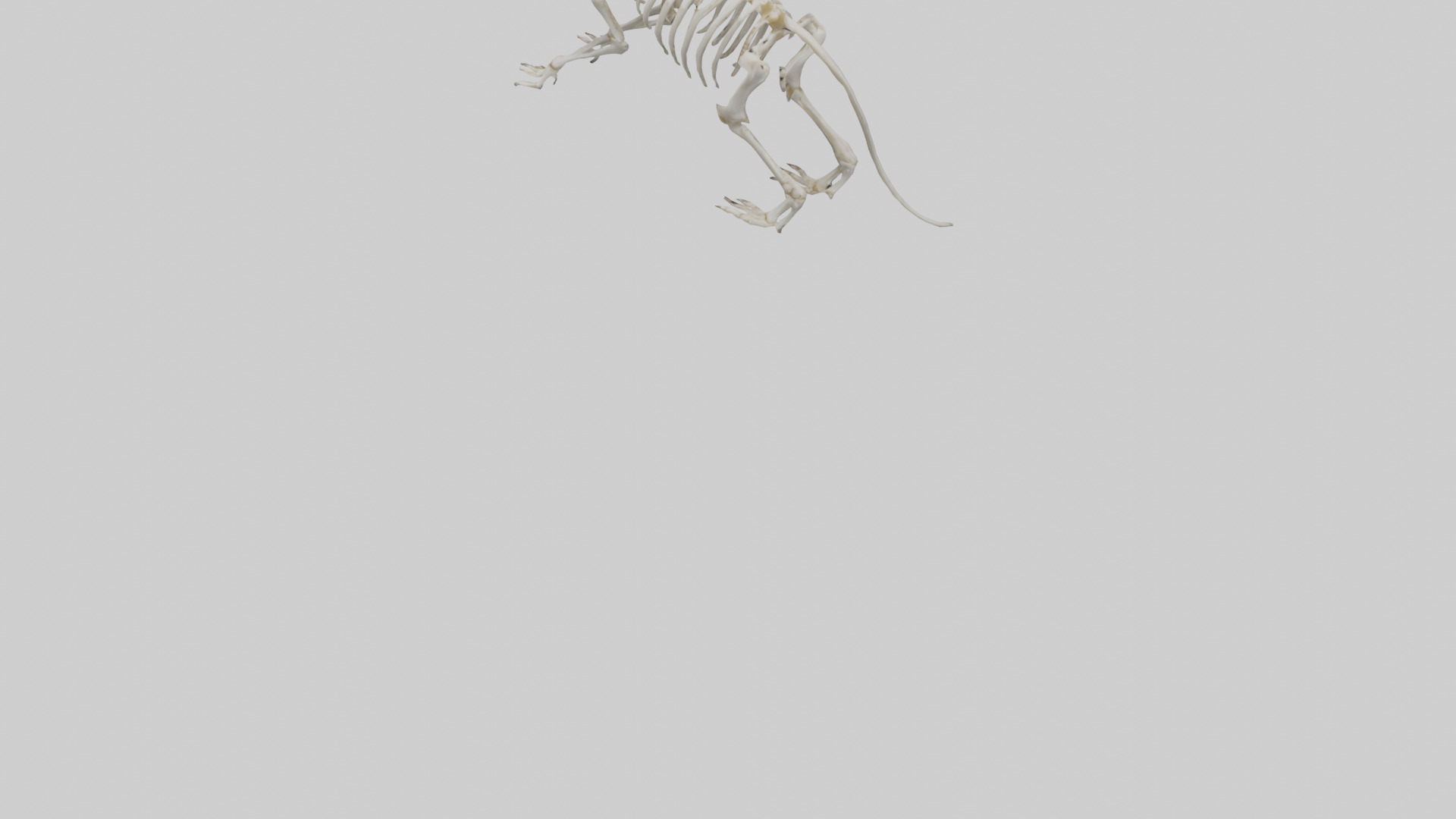 Tasmanian Devil Skeleton model 3D model_6