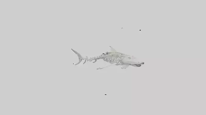 Tiger Shark Skeleton model