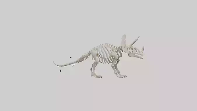 Triceratops Skeleton Model