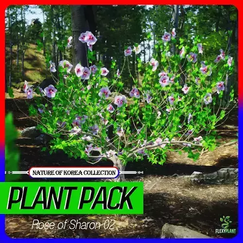 Korean Endemic Species Plant- 6 Korea Rose of Sharon 02 Flower