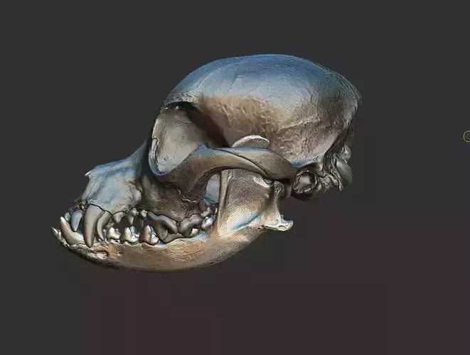 Pet dog skull 3D scanning data