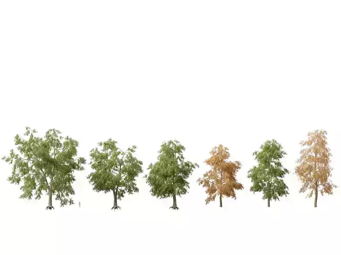 HighpolyLowPoly - Carya cordiformis - bitternut hickory