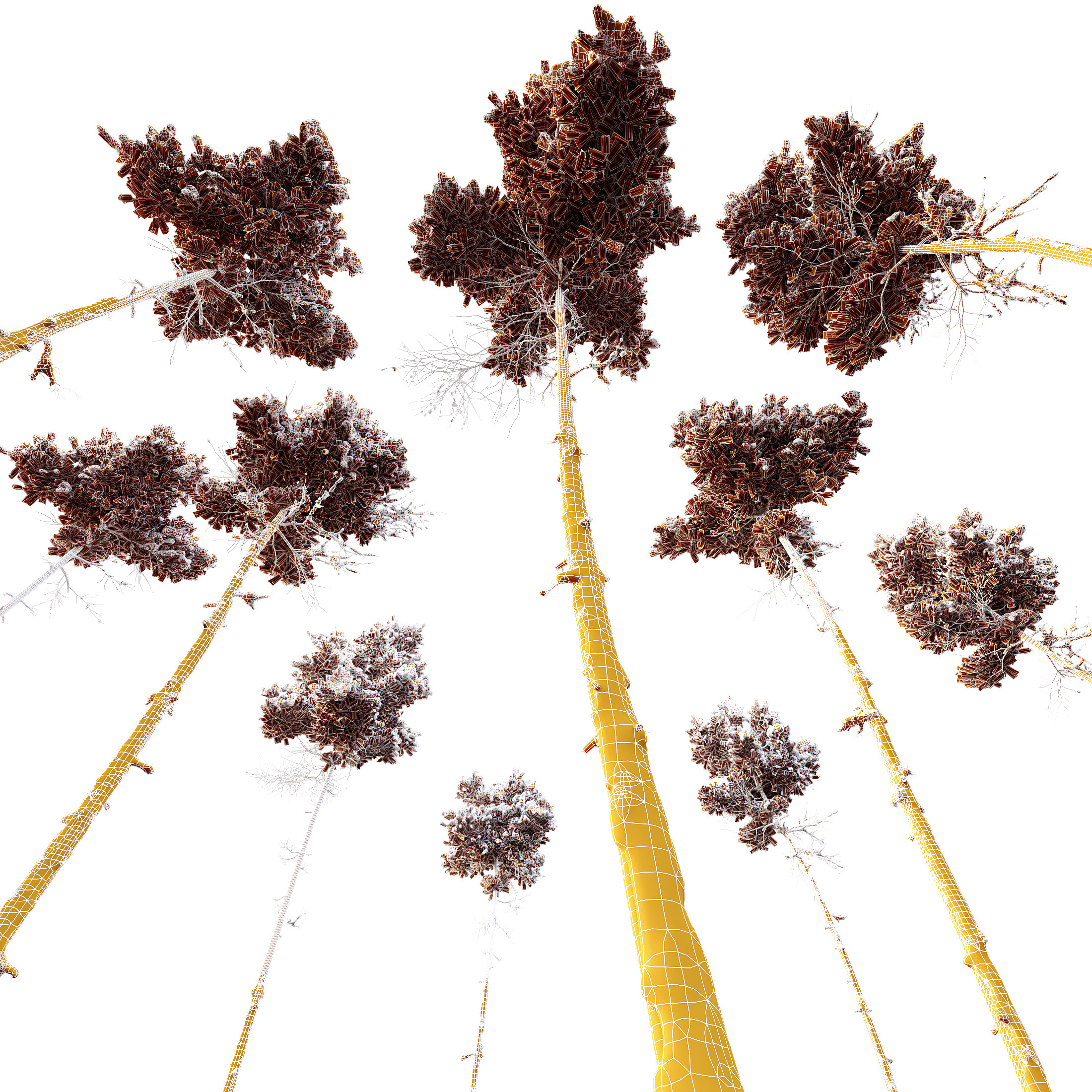 AV Plants Pinus Echinata Winter Snow 3D model_5