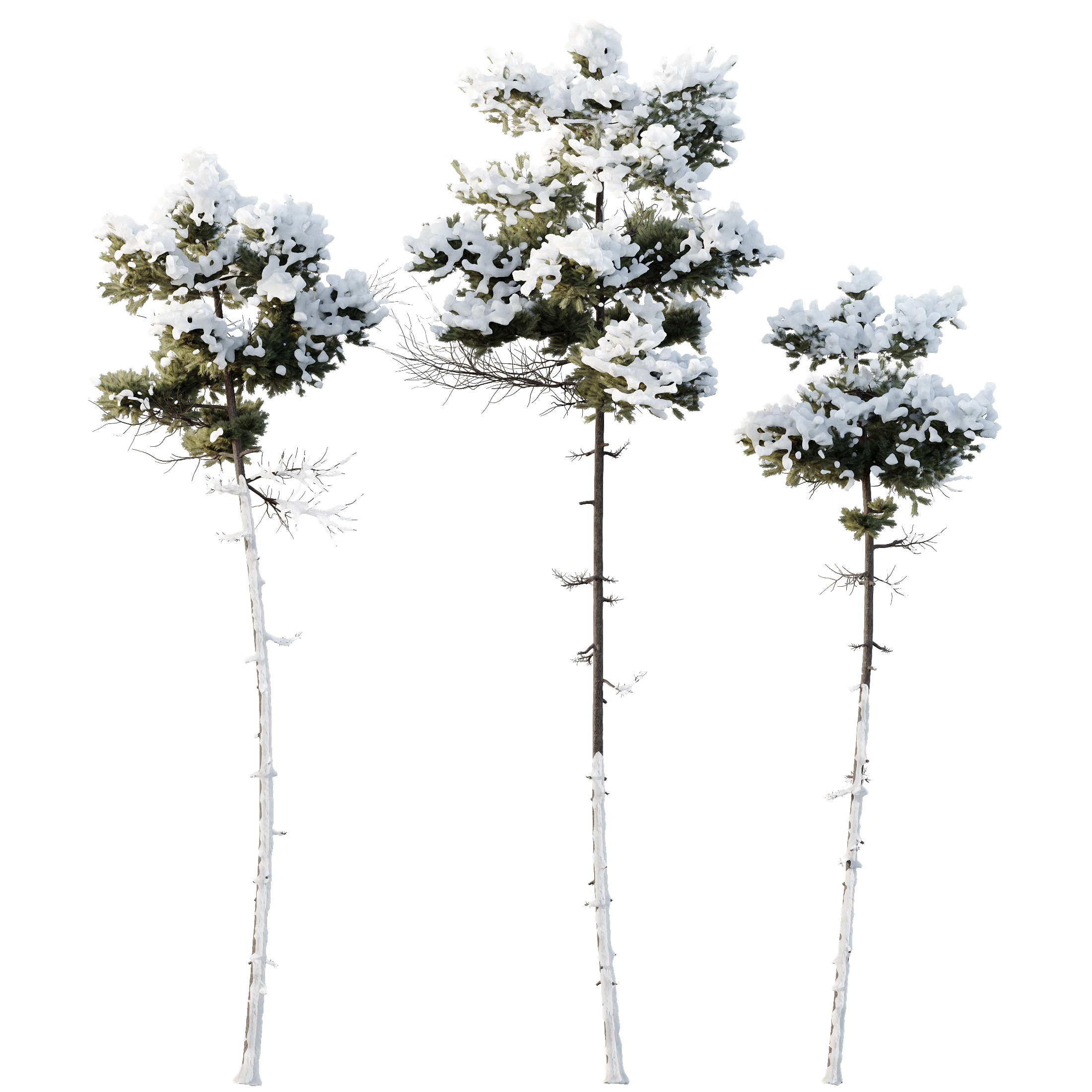 AV Plants Pinus Echinata Winter Snow 3D model_4