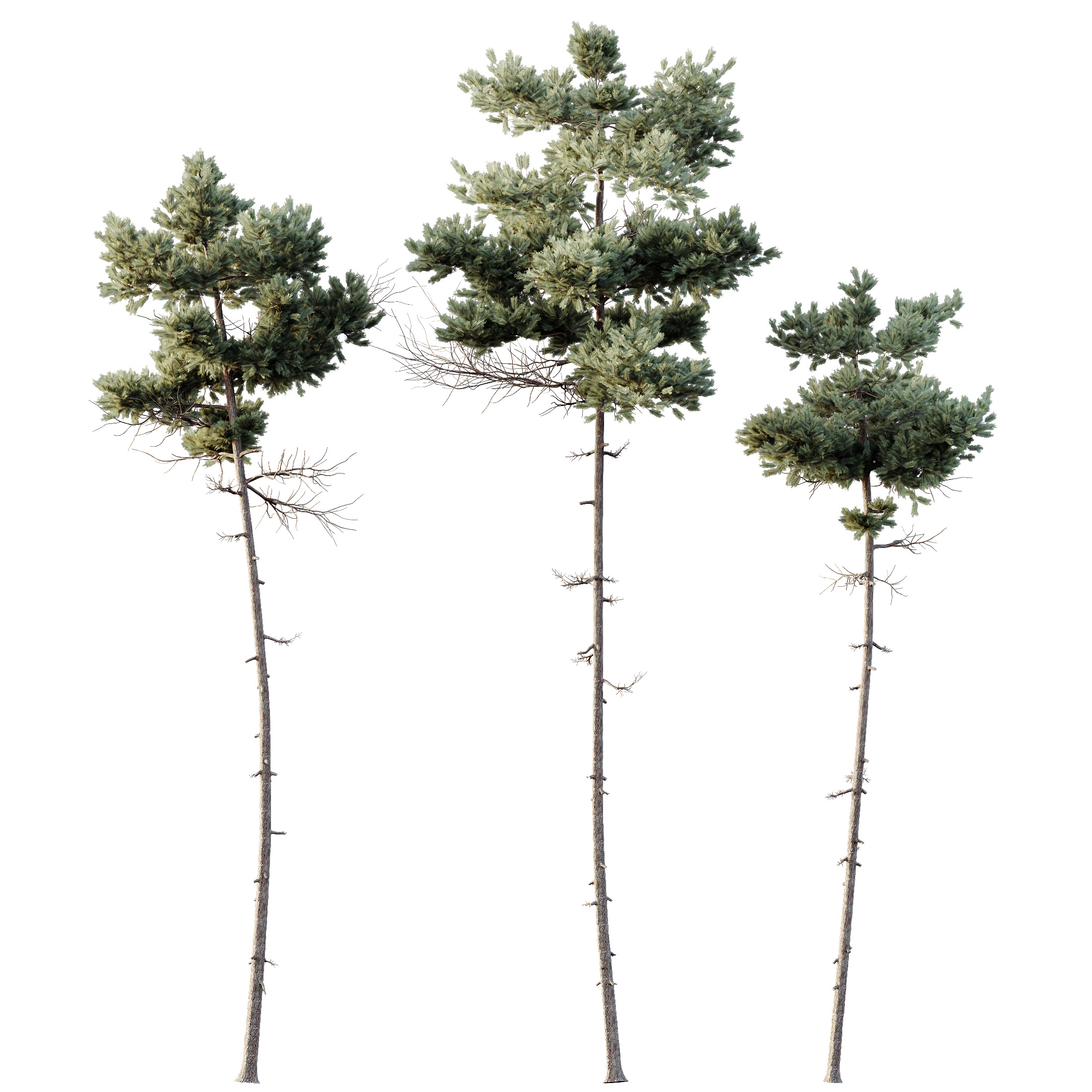AV Plants Pinus Echinata Winter Snow 3D model_1