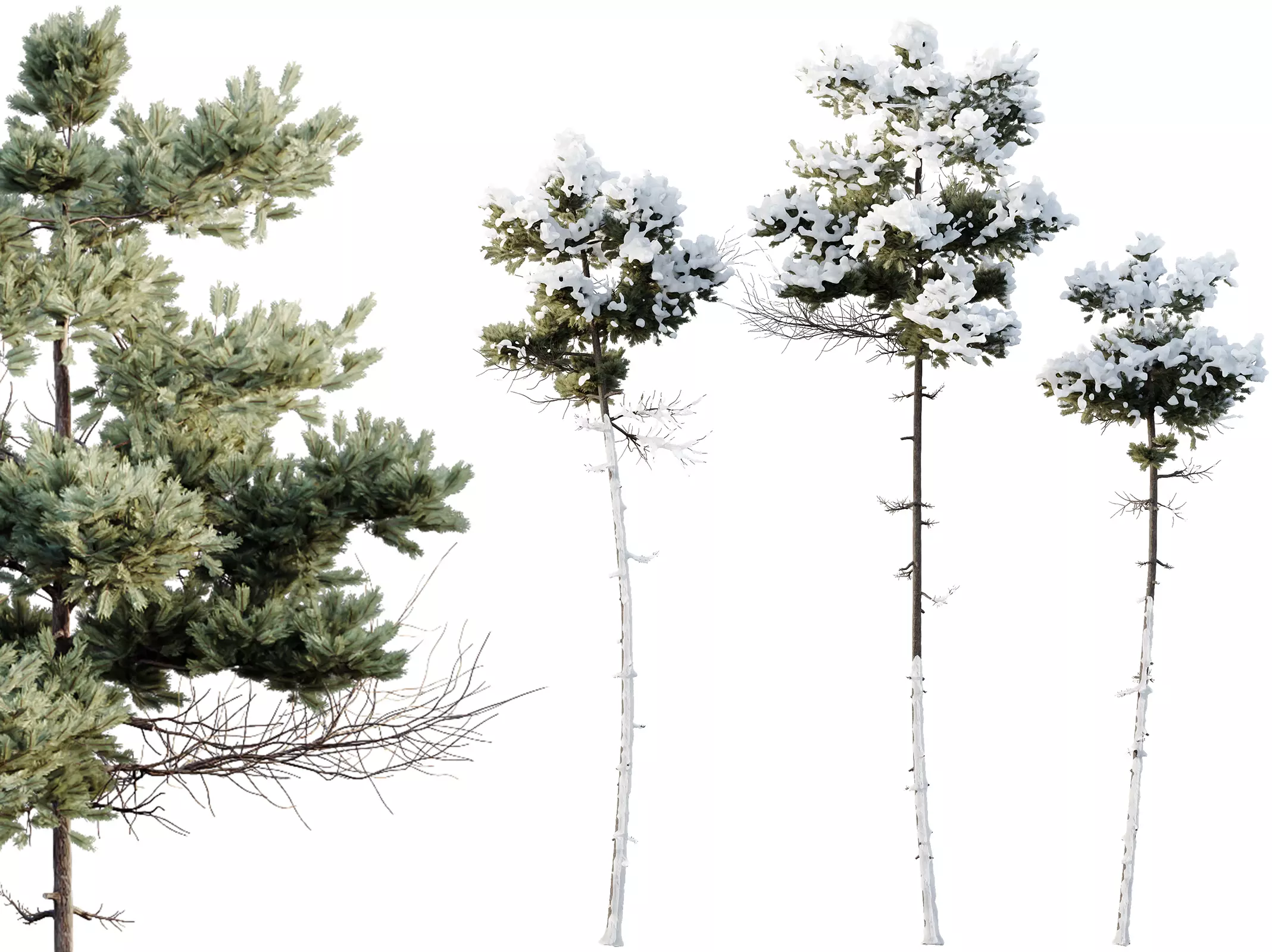 AV Plants Pinus Echinata Winter Snow 3D model_0