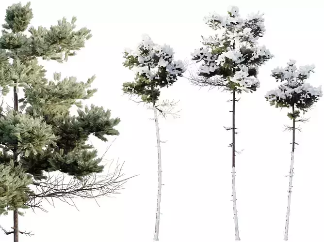 AV Plants Pinus Echinata Winter Snow 3D model