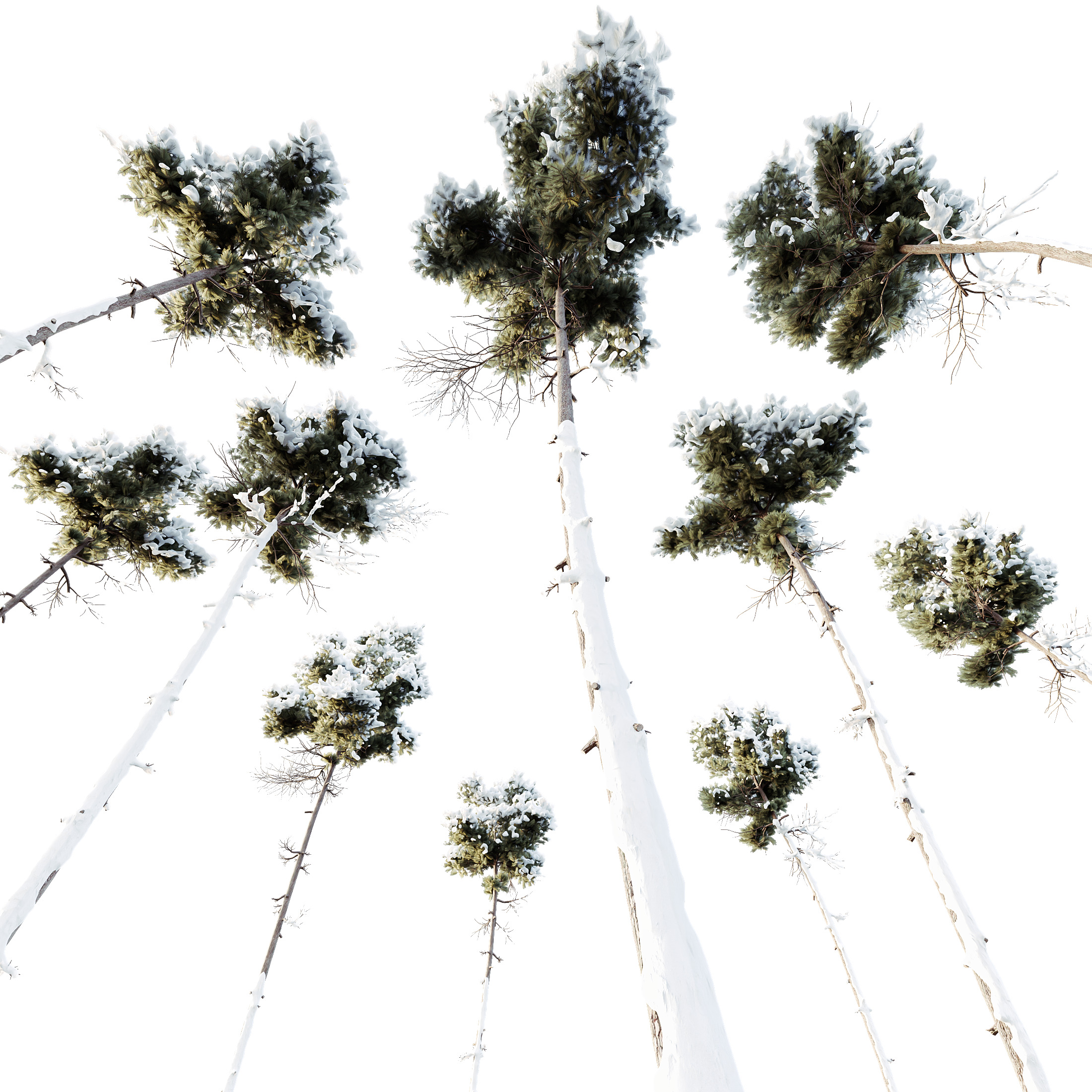 AV Plants Pinus Echinata Winter Snow 3D model_2