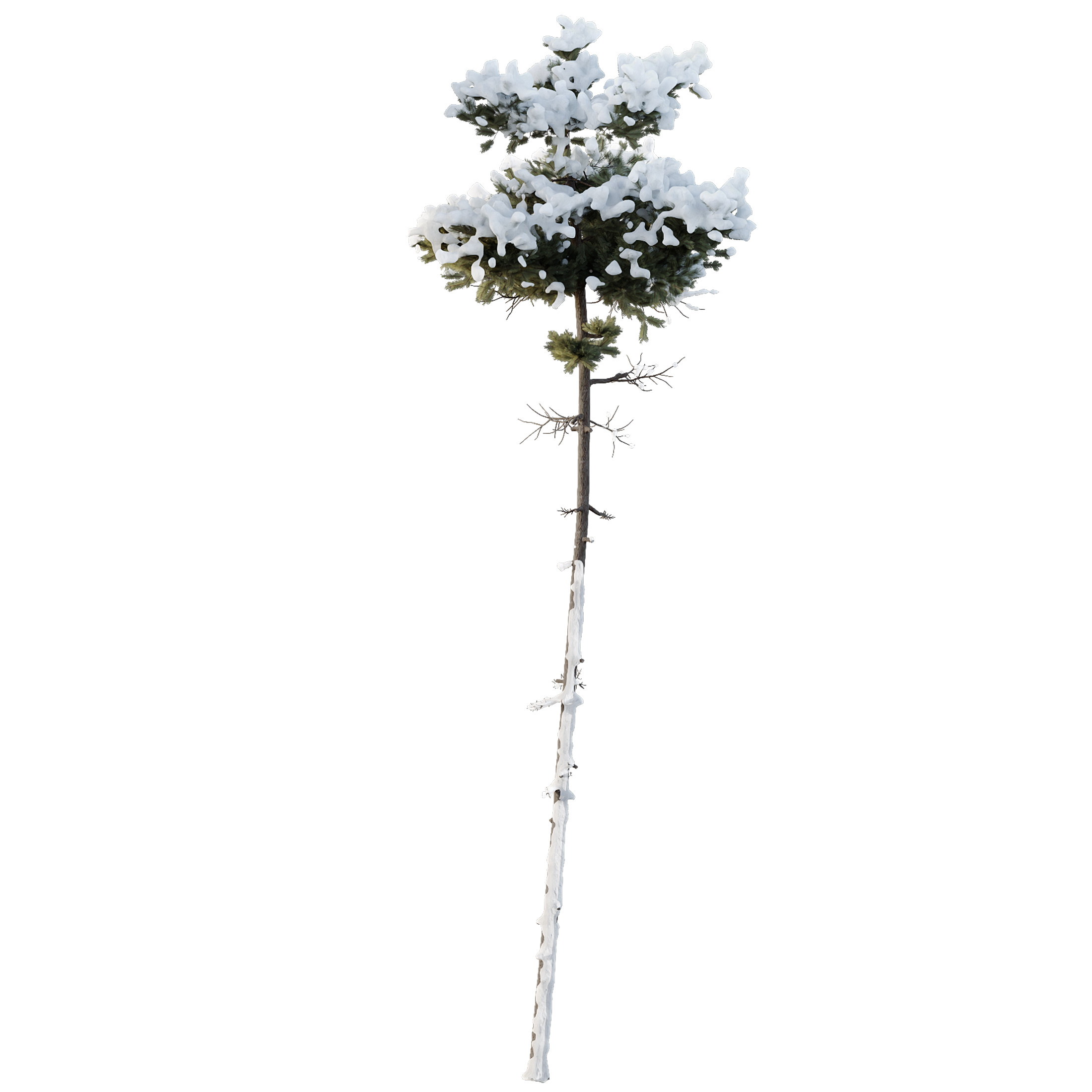 AV Plants Pinus Echinata Winter Snow 3D model_3