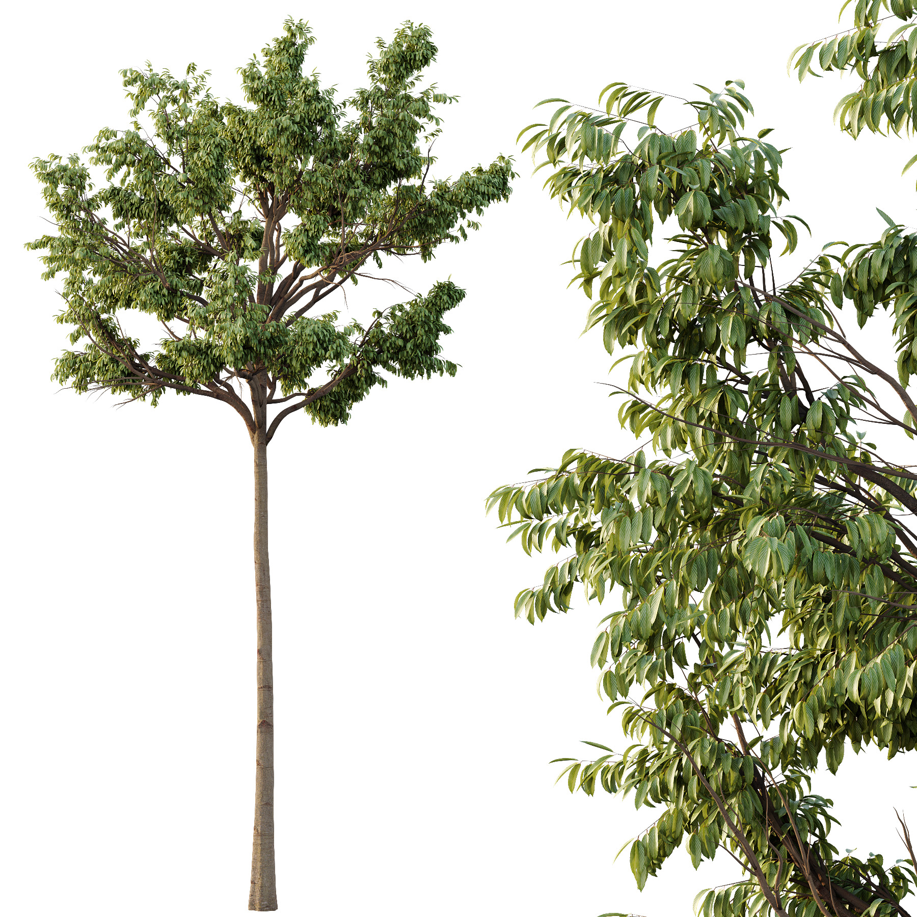 Parashorea Chinensis Tree 04 3D model_1