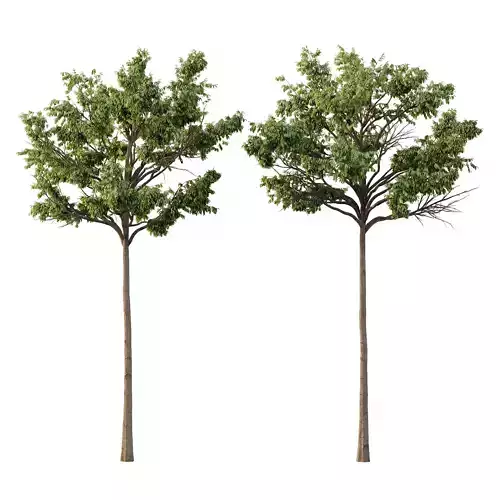 Parashorea Chinensis Tree 04 3D model Parashorea Chinensis Tree 04 3D model