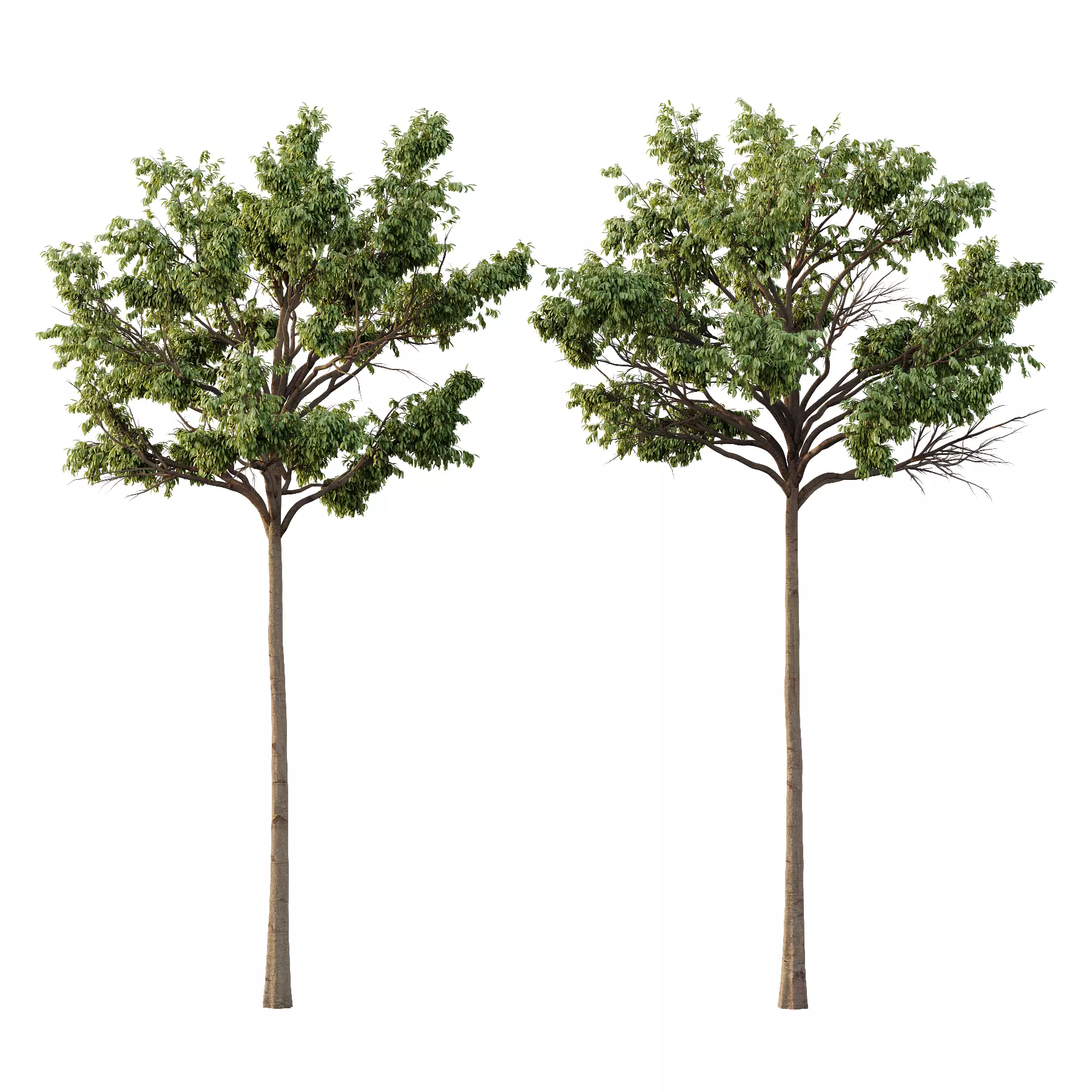 Parashorea Chinensis Tree 04 3D model_0