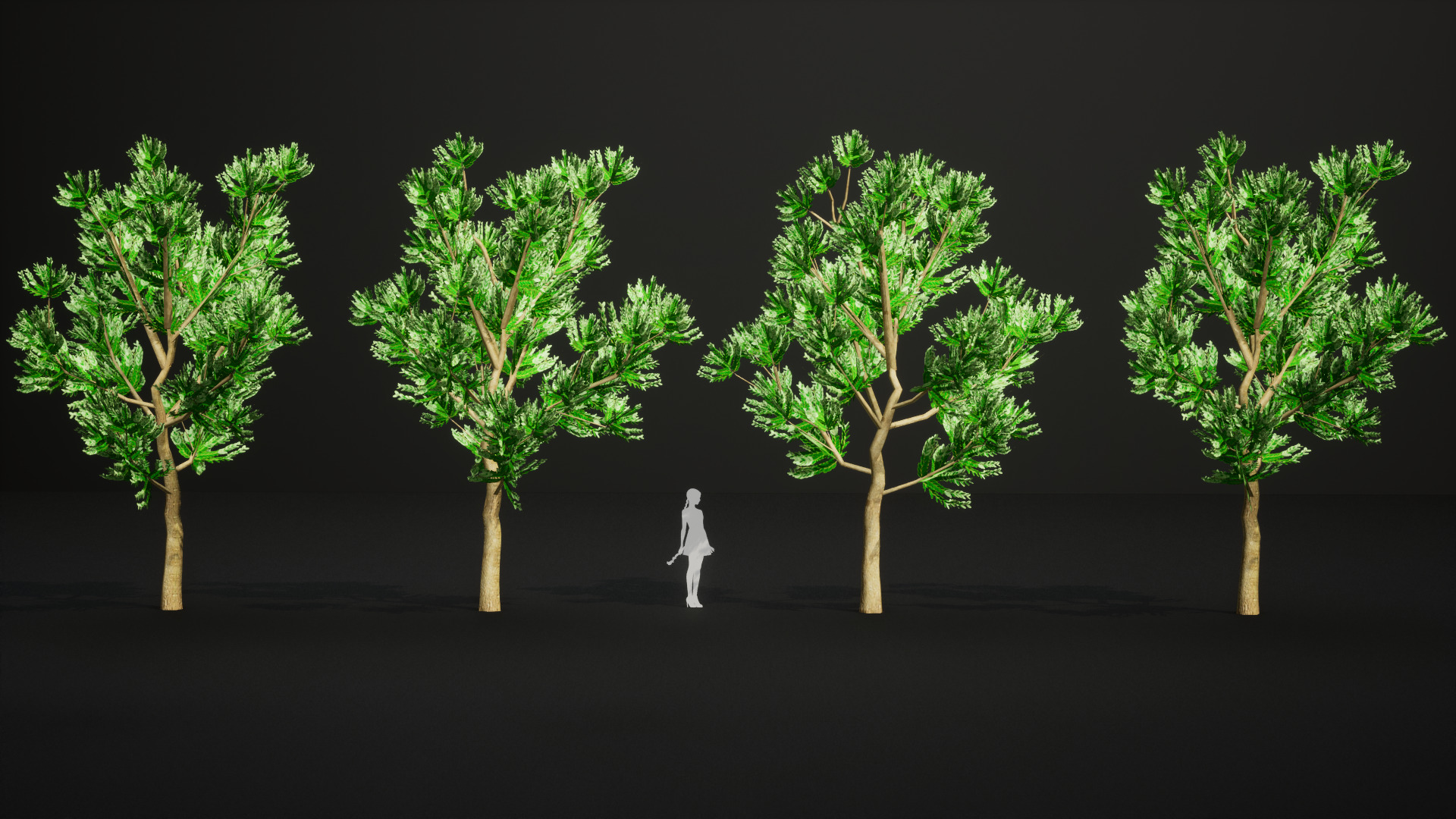 Vulnerable Plant - 6 Agathis ovata Conifer Tree Low-poly 3D model_8