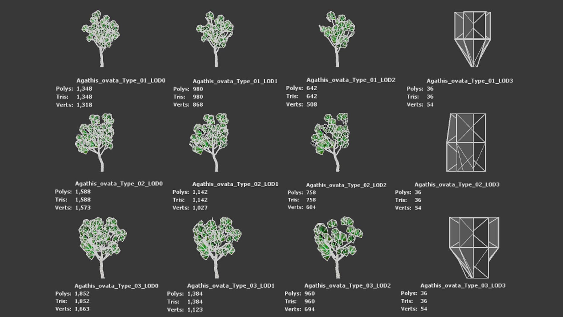 Vulnerable Plant - 6 Agathis ovata Conifer Tree Low-poly 3D model_10