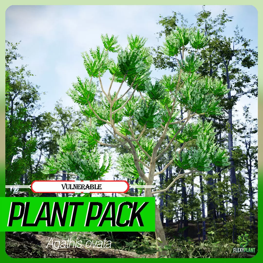 Vulnerable Plant - 6 Agathis ovata Conifer Tree Low-poly 3D model_0