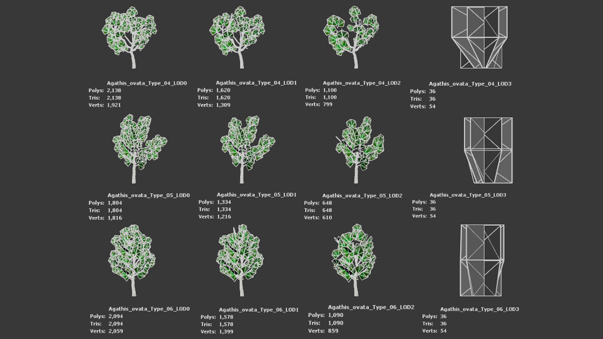 Vulnerable Plant - 6 Agathis ovata Conifer Tree Low-poly 3D model_11