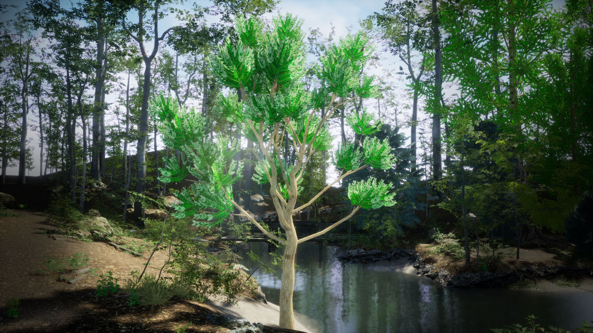 Vulnerable Plant - 6 Agathis ovata Conifer Tree Low-poly 3D model_2