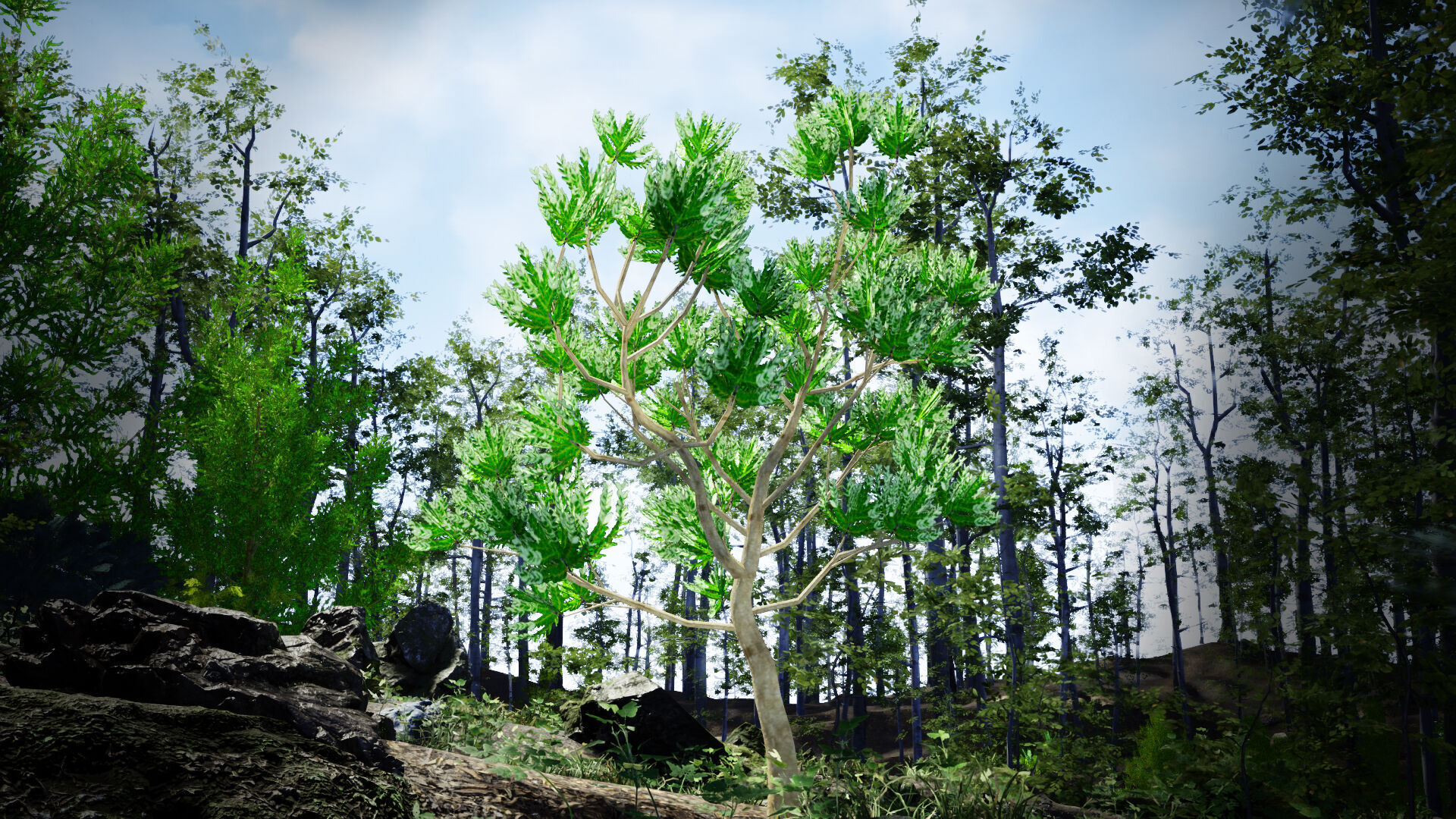 Vulnerable Plant - 6 Agathis ovata Conifer Tree Low-poly 3D model_1