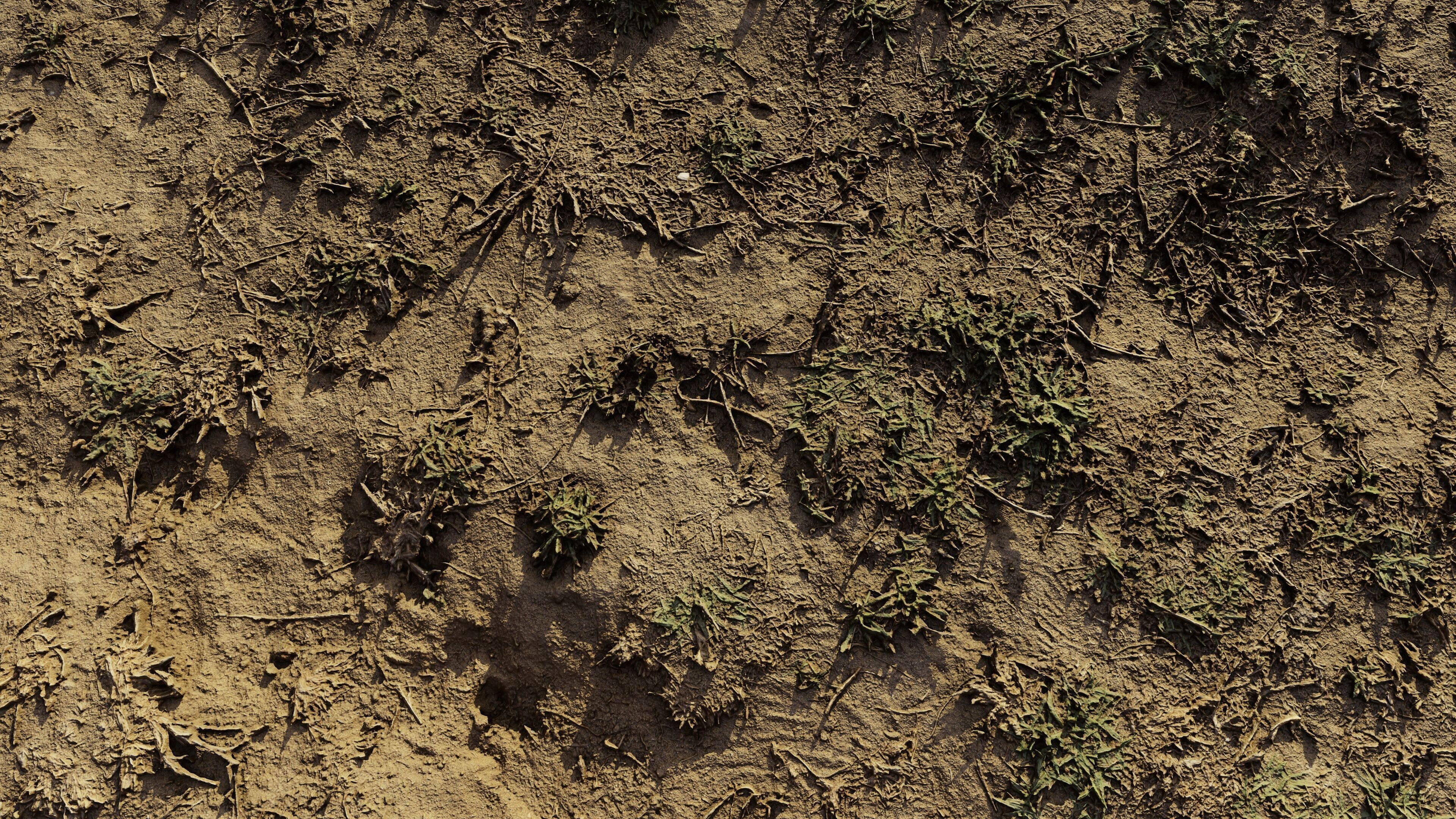 autumngrassgroundscan06102024 3D model_4