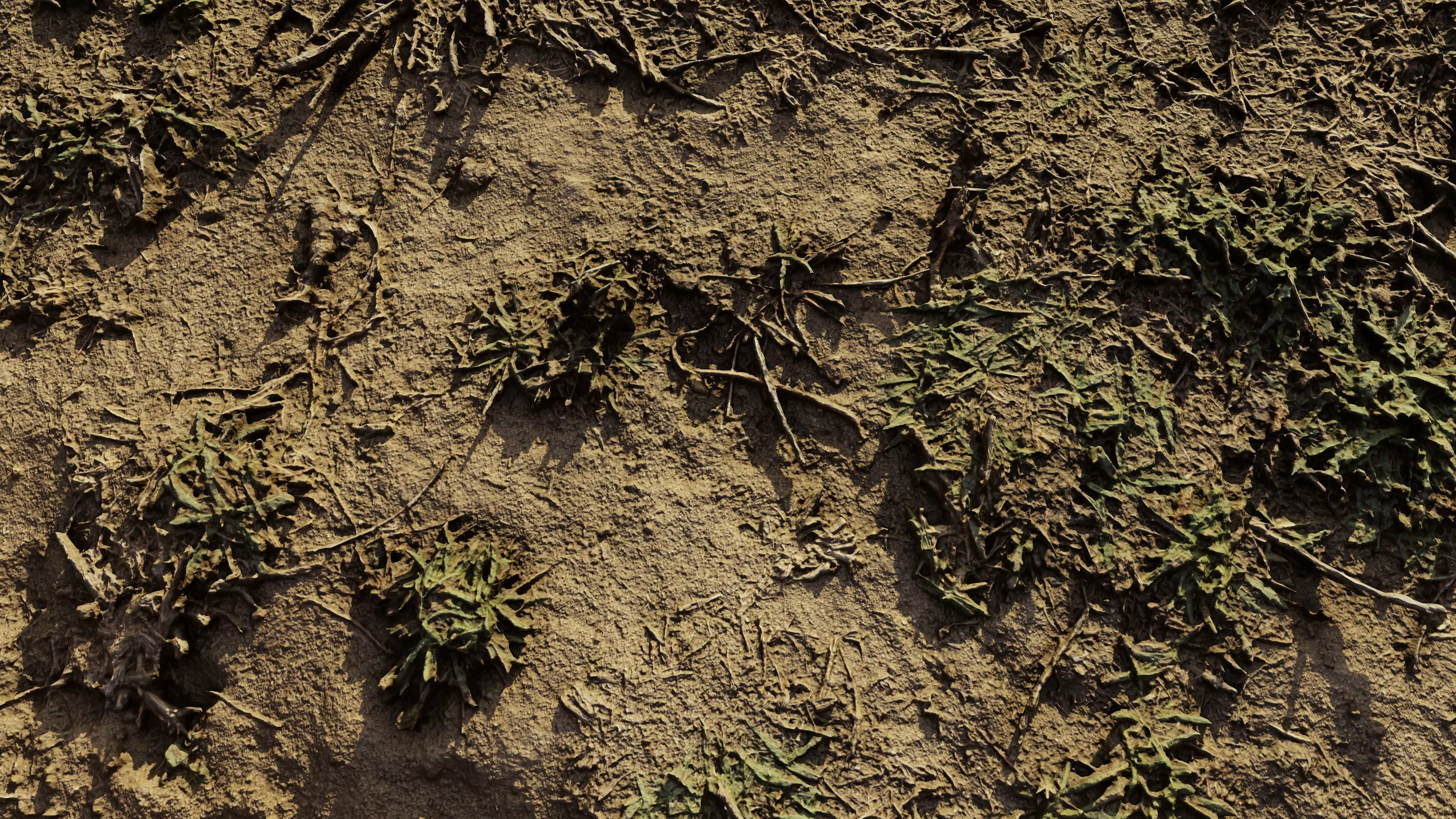 autumngrassgroundscan06102024 3D model_0