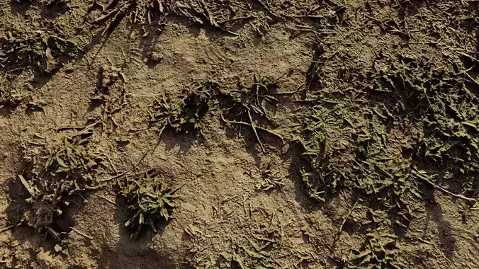 autumngrassgroundscan06102024