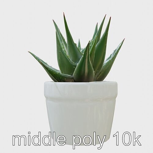 Potted Aloe Vera Plant Health Decor model pack Low-poly 3D model