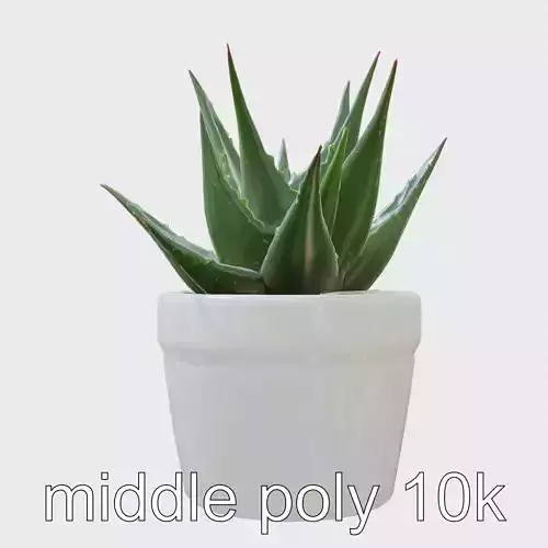 Potted Aloe Vera Plant Health Decor model pack