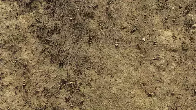 dirtpathscan06102024