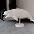 Beluga whale swimming STL 3D print model_0