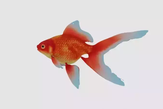 goldfish