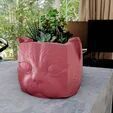 Cat box planter succulent pot flower vase STL 3D print model_1