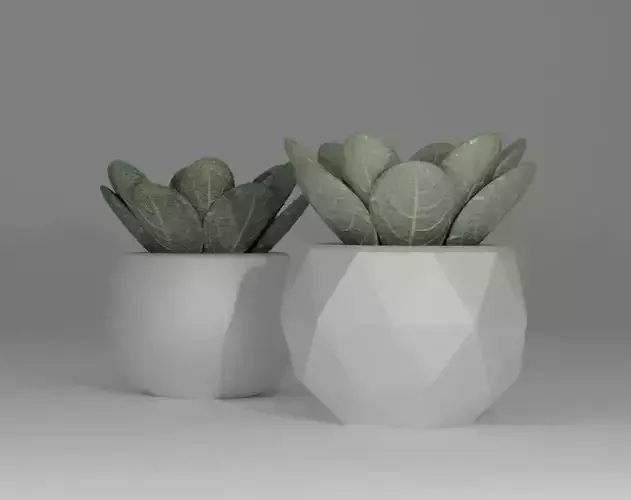 Free Succulent Plant in Low Poly Pot   PBR Texture Game Ready