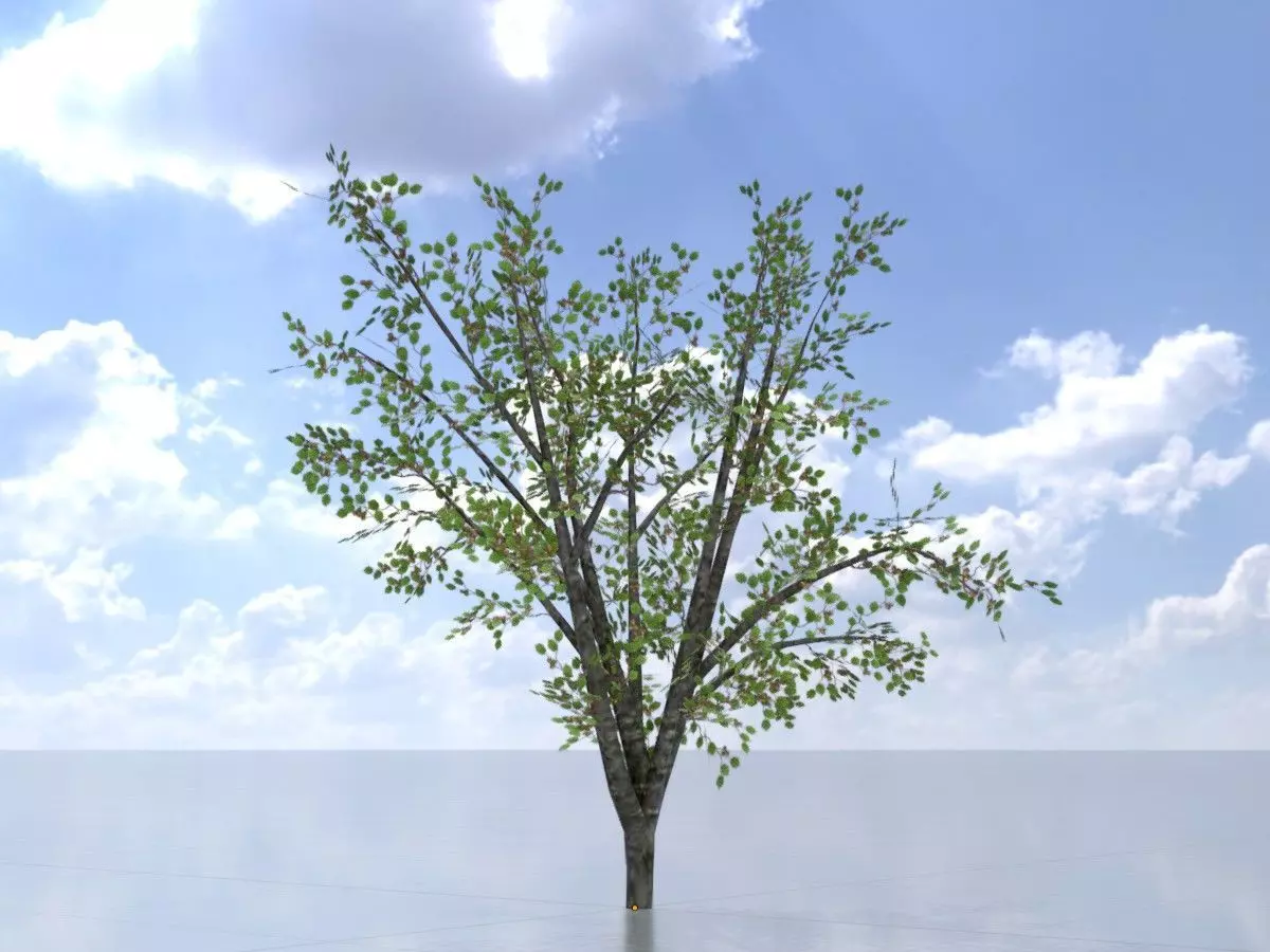 Hazelnut tree summer 2000mm Low-poly 3D model