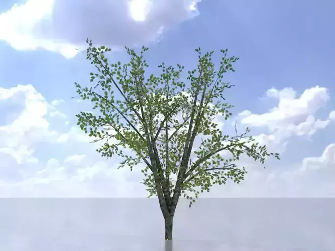 Hazelnut tree summer 2000mm Low-poly 3D model