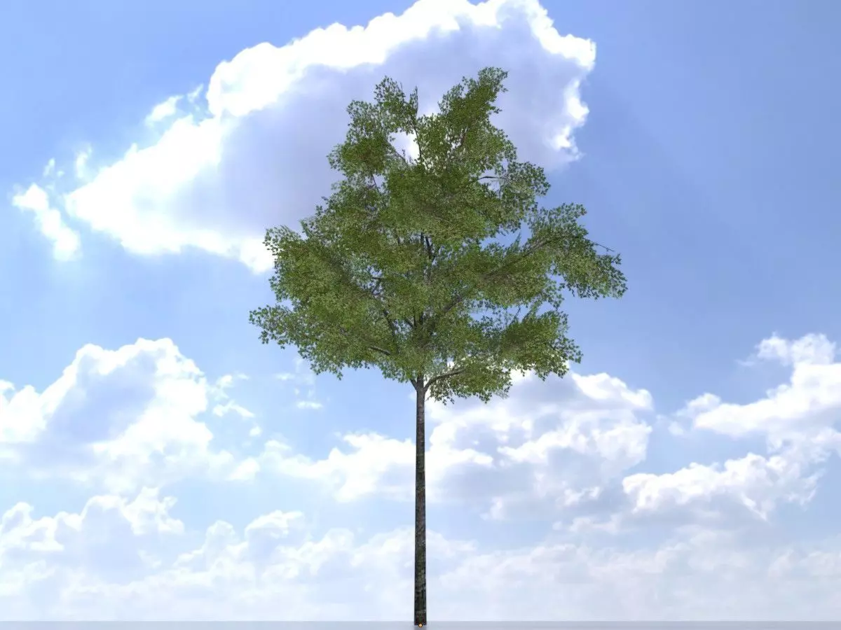 Hazelnut tree summer 5000mm Low-poly 3D model